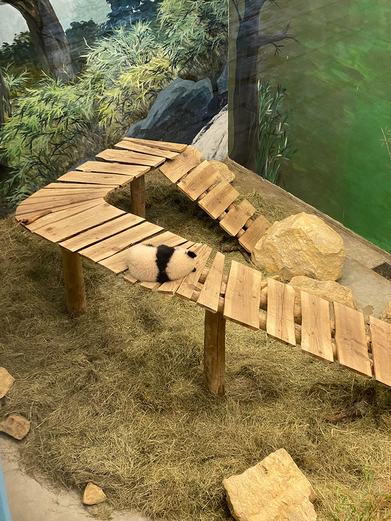 熊猫和大发500电梯